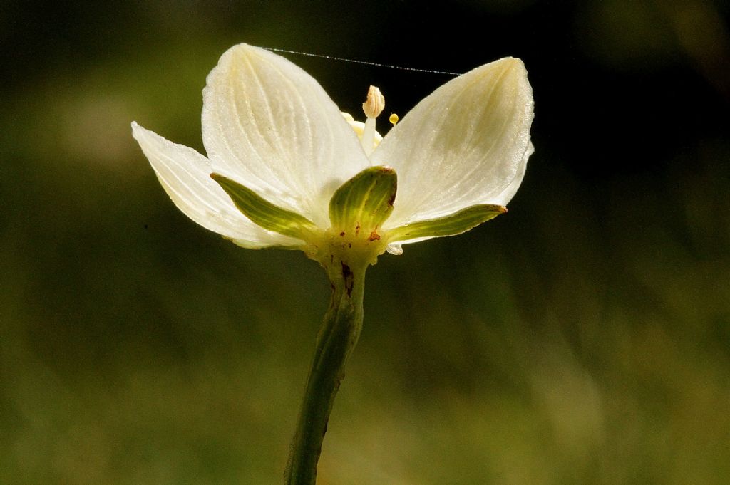 Parnassia palustris
